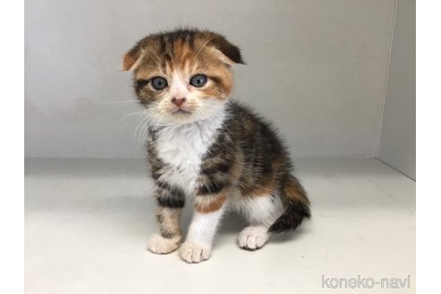 販売中の山形県のスコティッシュフォールド(折れ耳)-118606の5枚目