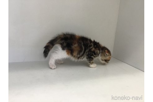 販売中の山形県のスコティッシュフォールド(折れ耳)-118606の6枚目