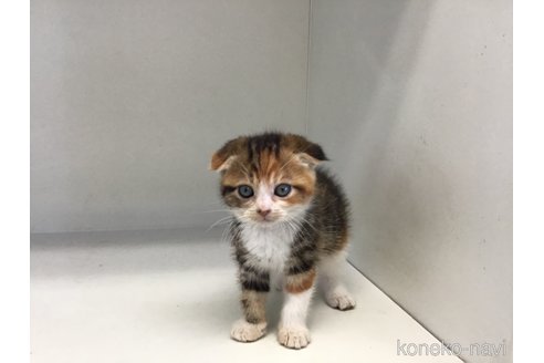 販売中の山形県のスコティッシュフォールド(折れ耳)-118606の7枚目