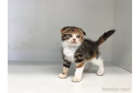 販売中の山形県のスコティッシュフォールド(折れ耳)-118606の8枚目