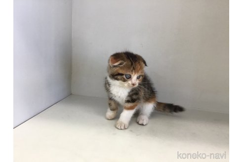 販売中の山形県のスコティッシュフォールド(折れ耳)-118606の10枚目