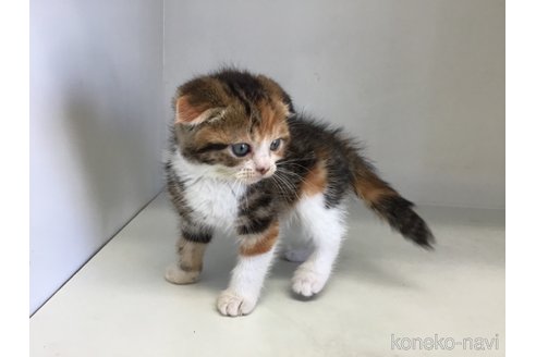 販売中の山形県のスコティッシュフォールド(折れ耳)-118606の11枚目