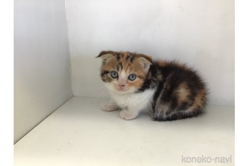 販売中の山形県のスコティッシュフォールド(折れ耳)-118607の10枚目