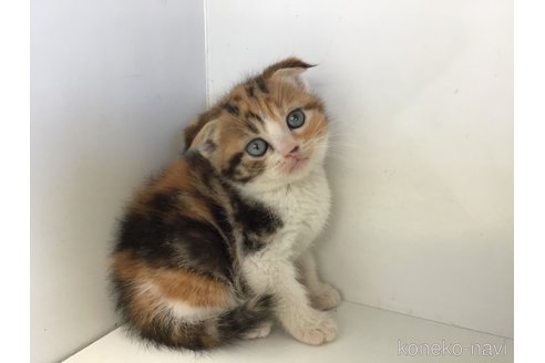 販売中の山形県のスコティッシュフォールド(折れ耳)-118607の11枚目