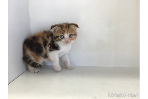 販売中の山形県のスコティッシュフォールド(折れ耳)-118607の12枚目