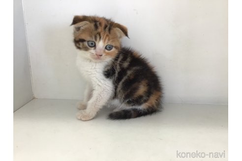 販売中の山形県のスコティッシュフォールド(折れ耳)-118607の4枚目