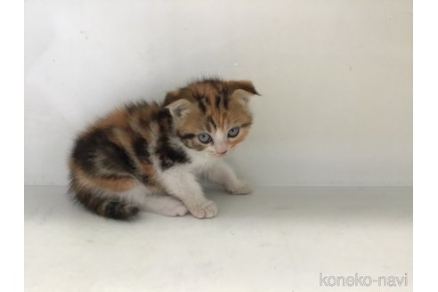 販売中の山形県のスコティッシュフォールド(折れ耳)-118607の5枚目