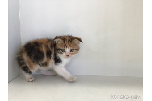 販売中の山形県のスコティッシュフォールド(折れ耳)-118607の3枚目