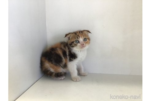 販売中の山形県のスコティッシュフォールド(折れ耳)-118607の7枚目