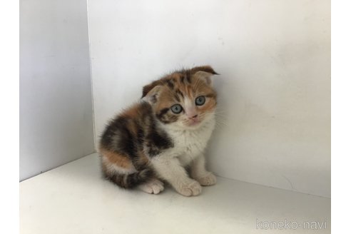 販売中の山形県のスコティッシュフォールド(折れ耳)-118607の8枚目