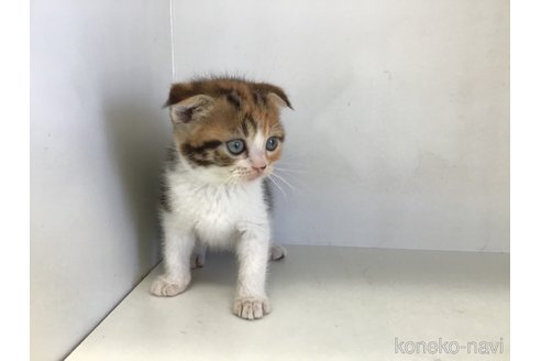 販売中の山形県のスコティッシュフォールド(折れ耳)-118607の6枚目