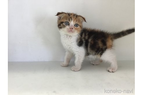 販売中の山形県のスコティッシュフォールド(折れ耳)-118607の9枚目