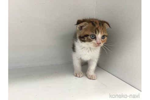 販売中の山形県のスコティッシュフォールド(折れ耳)-118607の2枚目
