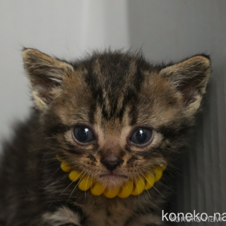 販売中の埼玉県のアメリカンショートヘア-118184