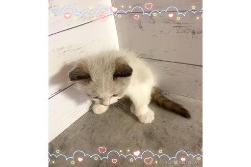 販売中の東京都のラグドール-118608の2枚目