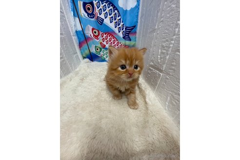 販売中の鳥取県のミヌエット-118615の7枚目