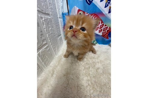販売中の鳥取県のミヌエット-118615の2枚目