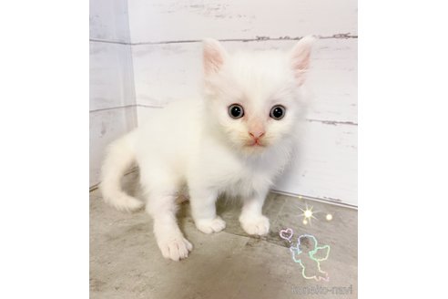 販売中の東京都のマンチカン-118619の6枚目