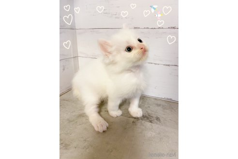 販売中の東京都のマンチカン-118619の2枚目
