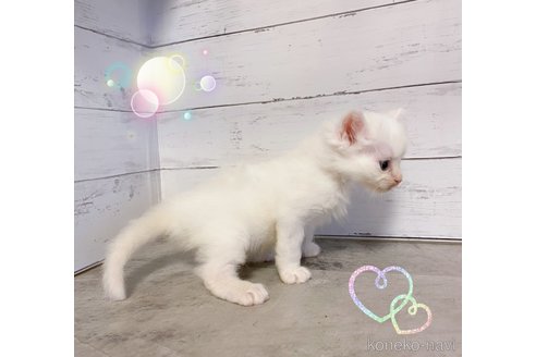 販売中の東京都のマンチカン-118619の3枚目