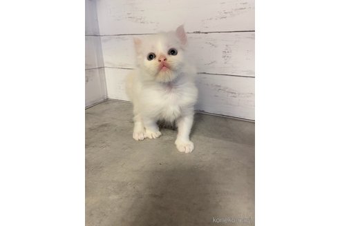 販売中の東京都のマンチカン-118619の4枚目