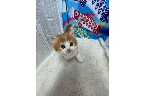 販売中の鳥取県のマンチカン-118616の4枚目