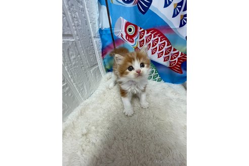 販売中の鳥取県のマンチカン-118616の5枚目
