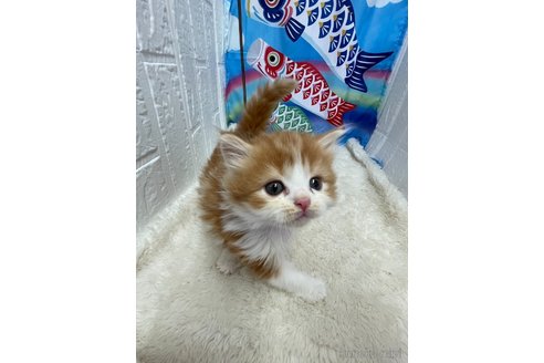 販売中の鳥取県のマンチカン-118616の6枚目