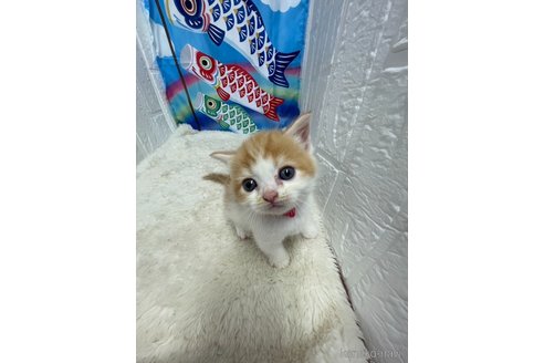 販売中の鳥取県のマンチカン(短足)-118618の4枚目