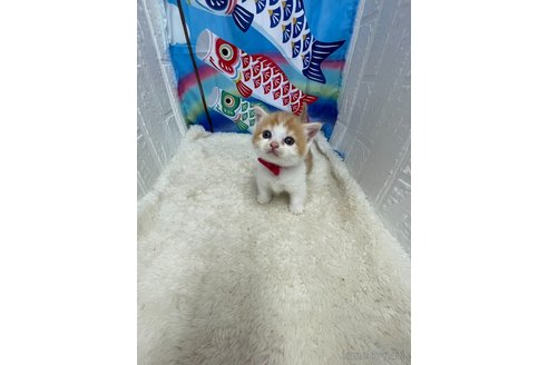 販売中の鳥取県のマンチカン(短足)-118618の5枚目