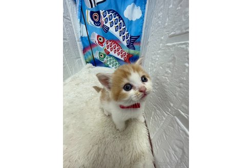 販売中の鳥取県のマンチカン(短足)-118618の6枚目