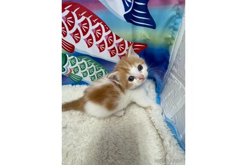 販売中の鳥取県のマンチカン(短足)-118618の12枚目