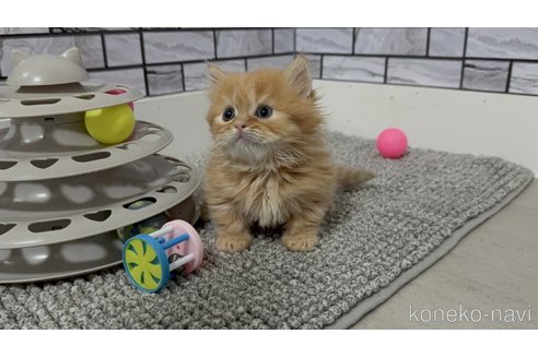 販売中の福岡県のマンチカン(短足)-118621の4枚目