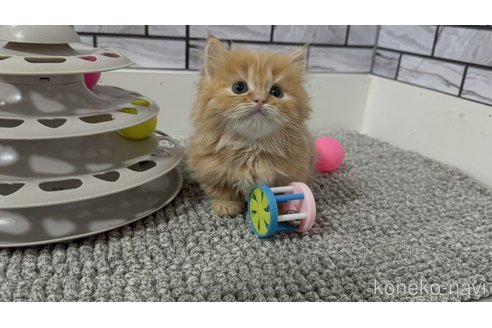 販売中の福岡県のマンチカン(短足)-118621の5枚目