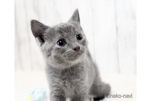 販売中の静岡県のシャルトリュー-118625の4枚目