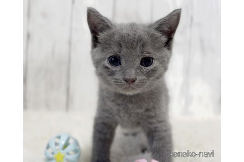 販売中の静岡県のシャルトリュー-118625の5枚目