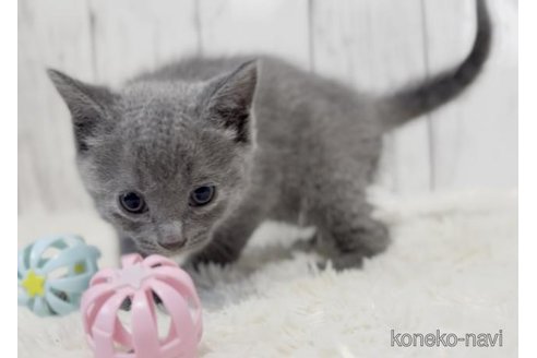 販売中の静岡県のシャルトリュー-118625の6枚目