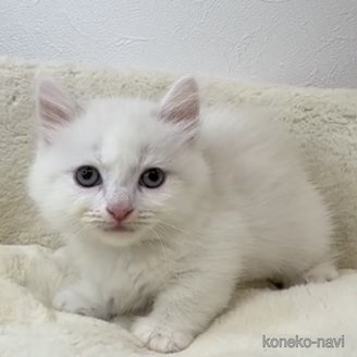 販売中の埼玉県のラムキン-117526