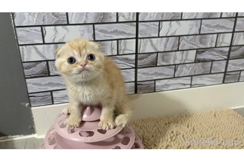 販売中の福岡県のマンチカン-118622の5枚目