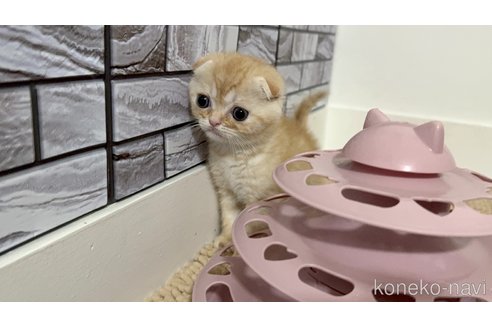 販売中の福岡県のマンチカン-118622の2枚目
