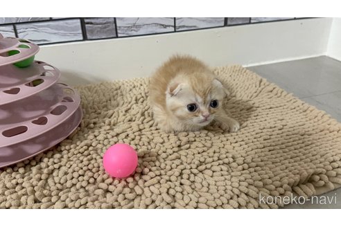 販売中の福岡県のマンチカン-118622の3枚目