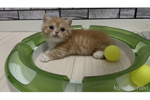 販売中の福岡県のマンチカン(短足)-118623の2枚目