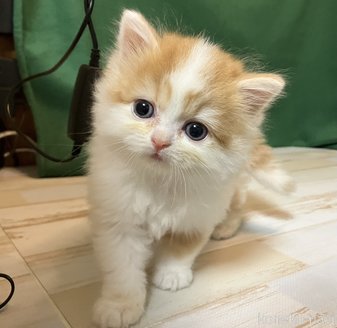 販売中の三重県のスコティッシュフォールド-115962の2枚目