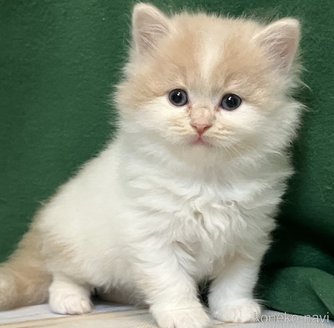 販売中の三重県のスコティッシュフォールド-115961の2枚目