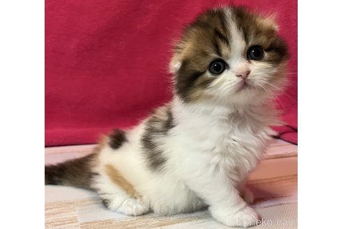 商談中の三重県のスコティッシュフォールド(折れ耳)-115963の1枚目
