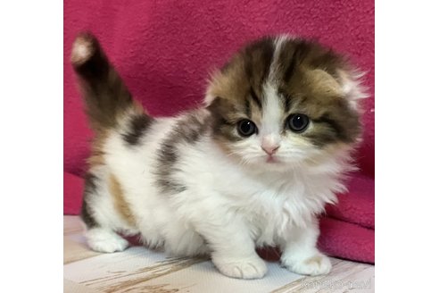 商談中の三重県のスコティッシュフォールド(折れ耳)-115963の2枚目