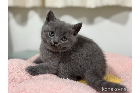 販売中の神奈川県のブリティッシュショートヘア-118206の2枚目