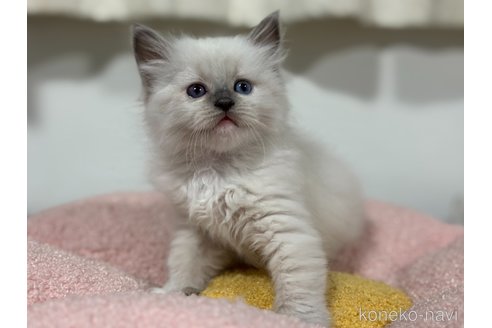 販売中の神奈川県のラグドール-118210の3枚目