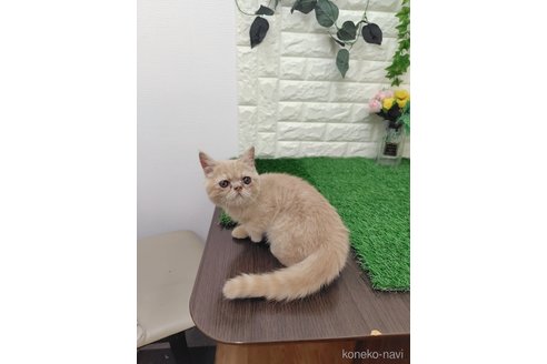 販売中の岡山県のエキゾチックショートヘア-118631の4枚目