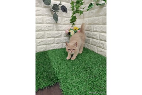 販売中の岡山県のエキゾチックショートヘア-118631の6枚目